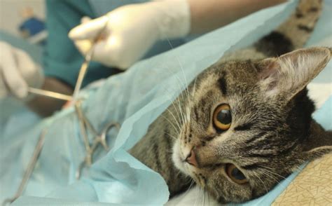 kısırlaştırma ameliyatı sonrası kedi